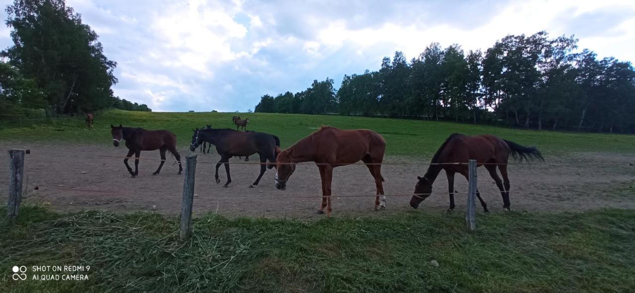 Penzion Hamrikova Staj Dolní Moravice Exteriör bild